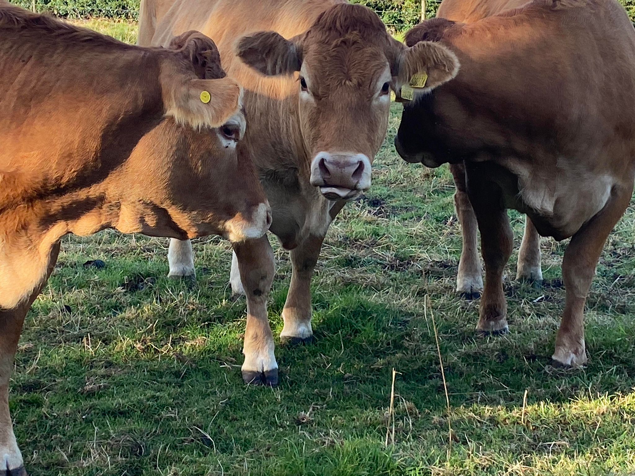 Heifers for sale at Manby Grange Farm