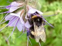 Bees and wildlife at Manby Grange