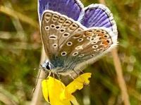 Wildlife and wild flowers