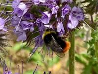 Flowers and Insects at Manby Grange Farm