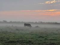 Foggy morning at Manby Grange Farm