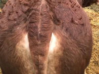 manby-grange-bull-behind