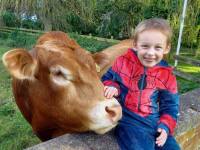 manby-grange-child-and-cow