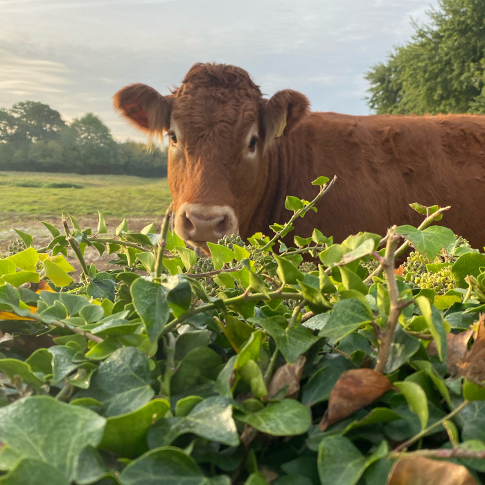 Manby Grange Gallery